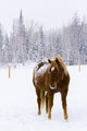 Horses Wall Mural