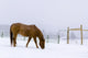 Horses Wall Mural