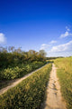 Landscape Wall Mural