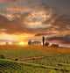 Chianti Vineyard Landscape Tuscany