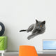 British Shorthair cat, isolated on a white background Wall Decal