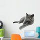 British Shorthair cat, isolated on a white background Wall Decal