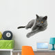 British Shorthair cat, isolated on a white background Wall Decal