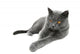 British Shorthair cat, isolated on a white background Wall Decal