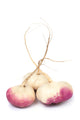 turnip Wall Decal