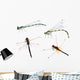 four color dragonflies on white background Wall Decal