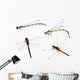 four color dragonflies on white background Wall Decal