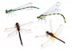 four color dragonflies on white background Wall Decal