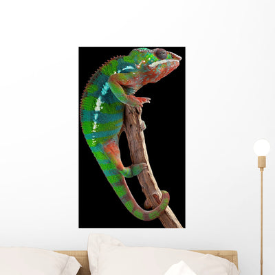 Panther Chameleon Branch shown on a wall