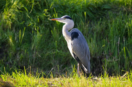 Heron Wall Mural