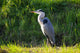 Heron Wall Mural