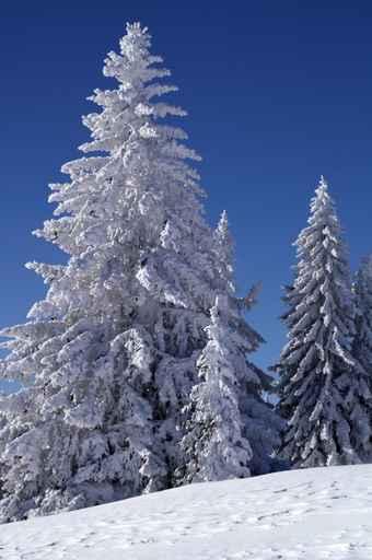 Winter Pine Trees Wall Decal