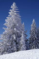 Winter Pine Trees Wall Decal