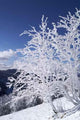 Winter Landscape Wall Decal