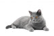 Grey Cat Wall Decal