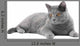 Grey Cat Wall Decal