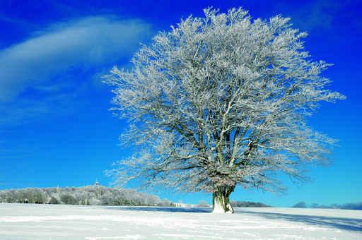 Winterlandschaft 30 Wall Decal