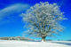 Winterlandschaft 30 Wall Decal