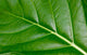 Up Tropical Plant Leaf