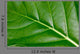 Up Tropical Plant Leaf