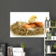 Beautiful Little Chicken Eggs Wall Decal