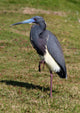 Blue Heron Wall Mural