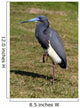 Blue Heron Wall Mural