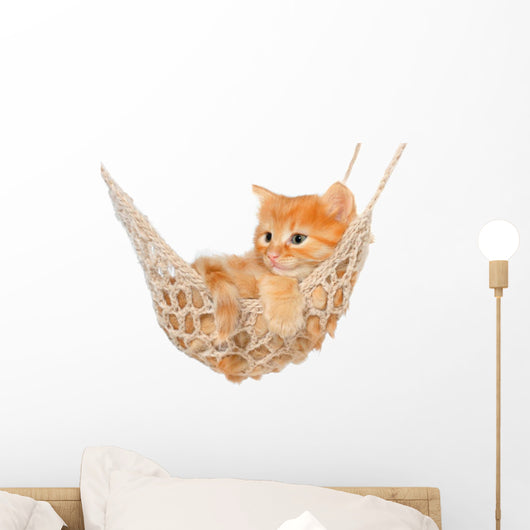 Cute Red-haired Kitten Hammock