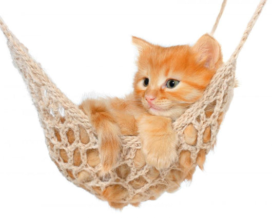 Cute Red-haired Kitten Hammock