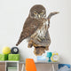 Pygmy Owl Glaucidium Passerinum