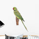 Rose-ringed Parakeet Psittacula Krameri Wall Decal