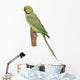 Rose-ringed Parakeet Psittacula Krameri Wall Decal