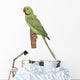 Rose-ringed Parakeet Psittacula Krameri Wall Decal