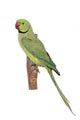 Rose-ringed Parakeet Psittacula Krameri Wall Decal