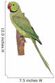 Rose-ringed Parakeet Psittacula Krameri Wall Decal