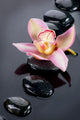 Spa Stones and Orchid