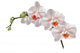 White Orchid Flowers