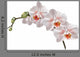 White Orchid Flowers