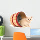 Kitten Mischief Wall Mural