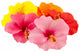 hibiscus Wall Decal