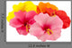 hibiscus Wall Decal
