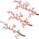 Cherry blossom branch in 3 diferent stages on white Wall Decal