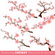 Blooming Cherry Blossom Branches