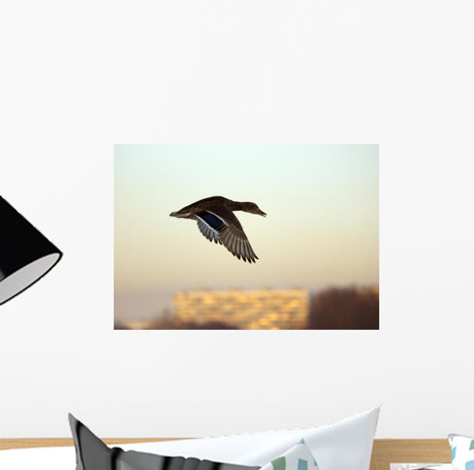Mallard in Flight Wall Mural