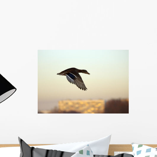 Mallard in Flight Wall Mural