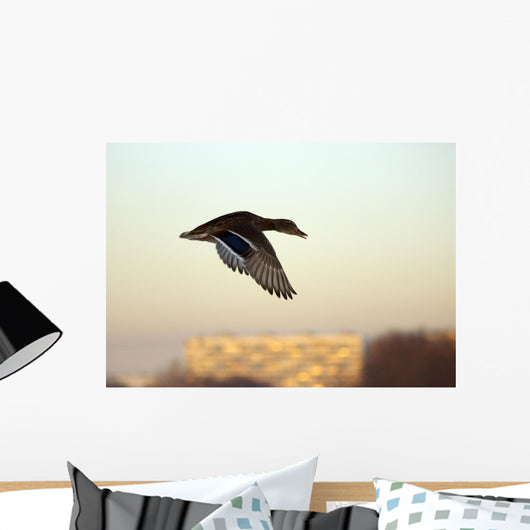 Mallard in Flight Wall Mural
