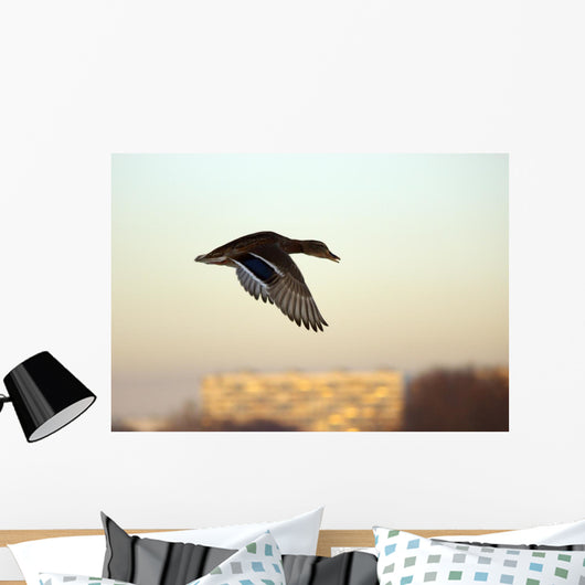 Mallard in Flight Wall Mural