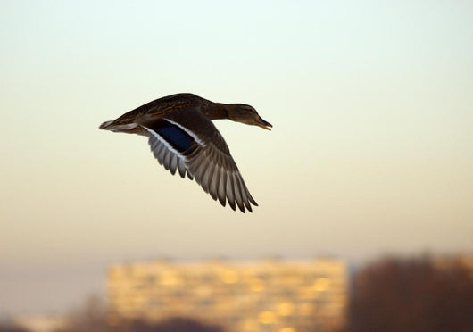 Mallard in Flight Wall Mural