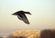 Mallard in Flight Wall Mural