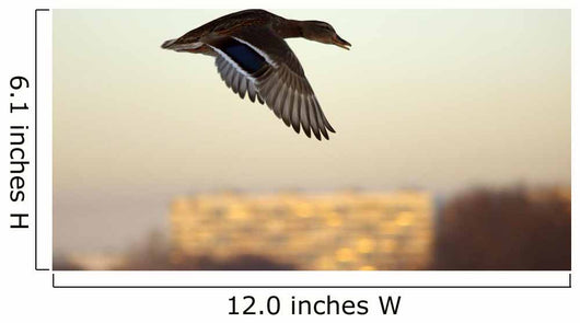 Mallard in Flight Wall Mural